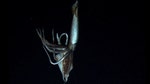 The elusive giant squid, which can grow to a monstrous  feet in length and is likely the source of the Nordic legend of the kraken, has been captured on film at last. But what should we call it?